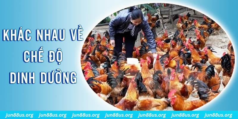 vaobong xổ số thứ sáu hàng tuần