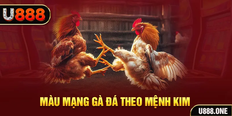vaobong gà chọi tiêu phong